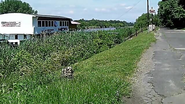 Tutti Frutti 2017 Busty Gypsy Sabina Premium Video Hd